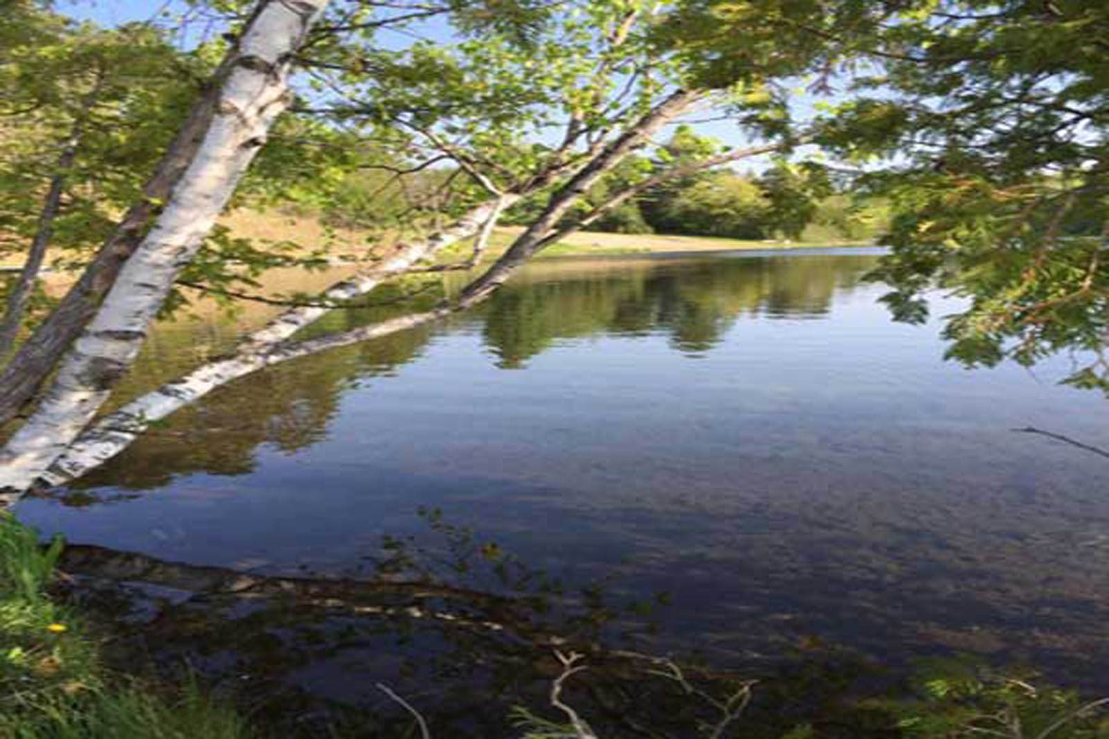 Birch trees along the shoreline at Pinewood Park