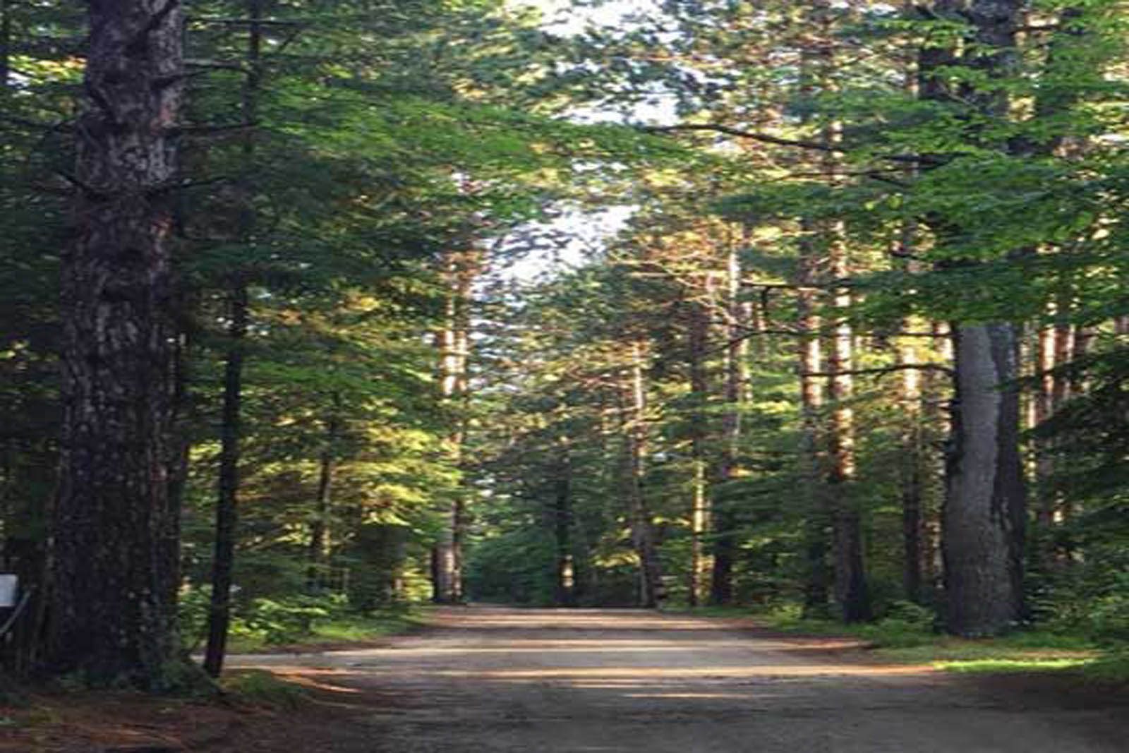 Pine-lined road through the park