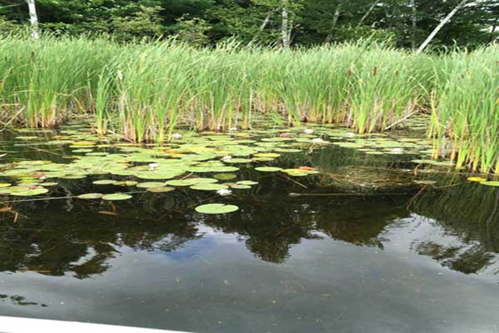 Lily pads on the lake